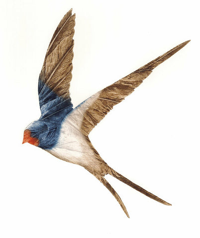 Swallow II by Ruth Thomas