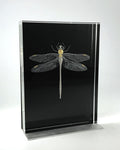 Dragonfly by Nancy Sutcliffe