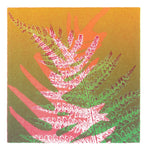 Ferns Print 1/1 by Ruth Thomas