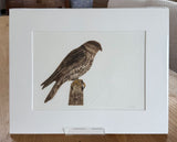 Merlin by Ruth Thomas