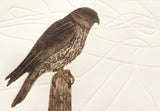 Merlin by Ruth Thomas