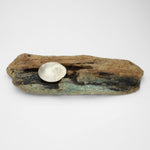 Ammonite bowl on driftwood by Suzie Horan