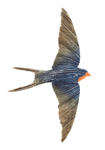 Swallow III by Ruth Thomas