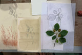 Drawing with Nature with Amanda Blake (28th March)